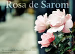 Rosa de Sarom